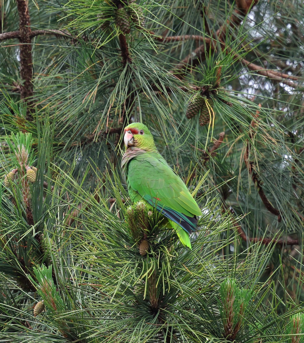 Vinaceous-breasted Amazon - ML645236010