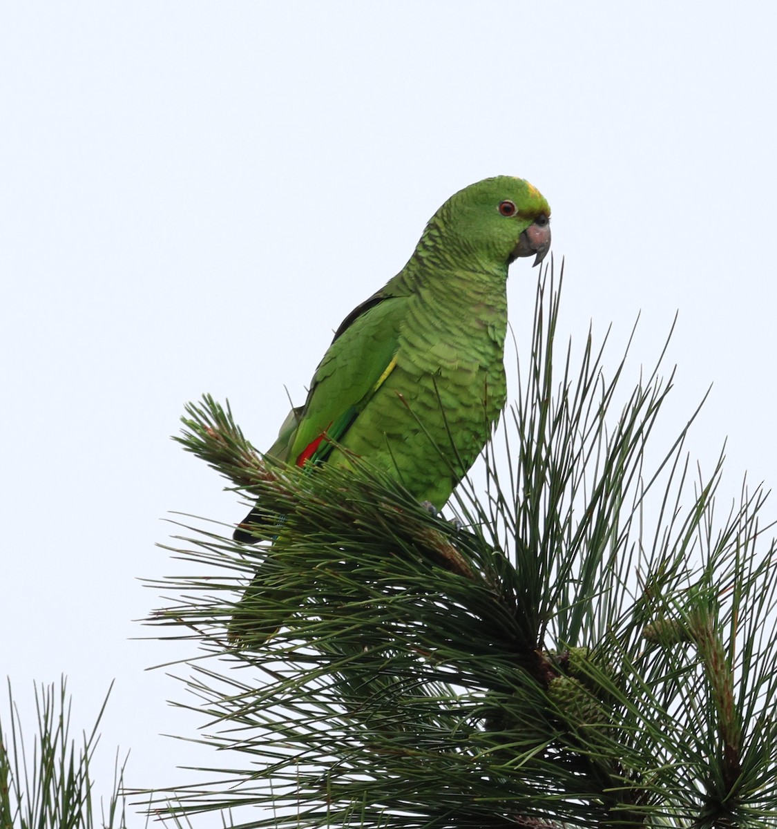 Vinaceous-breasted Amazon - ML645236011