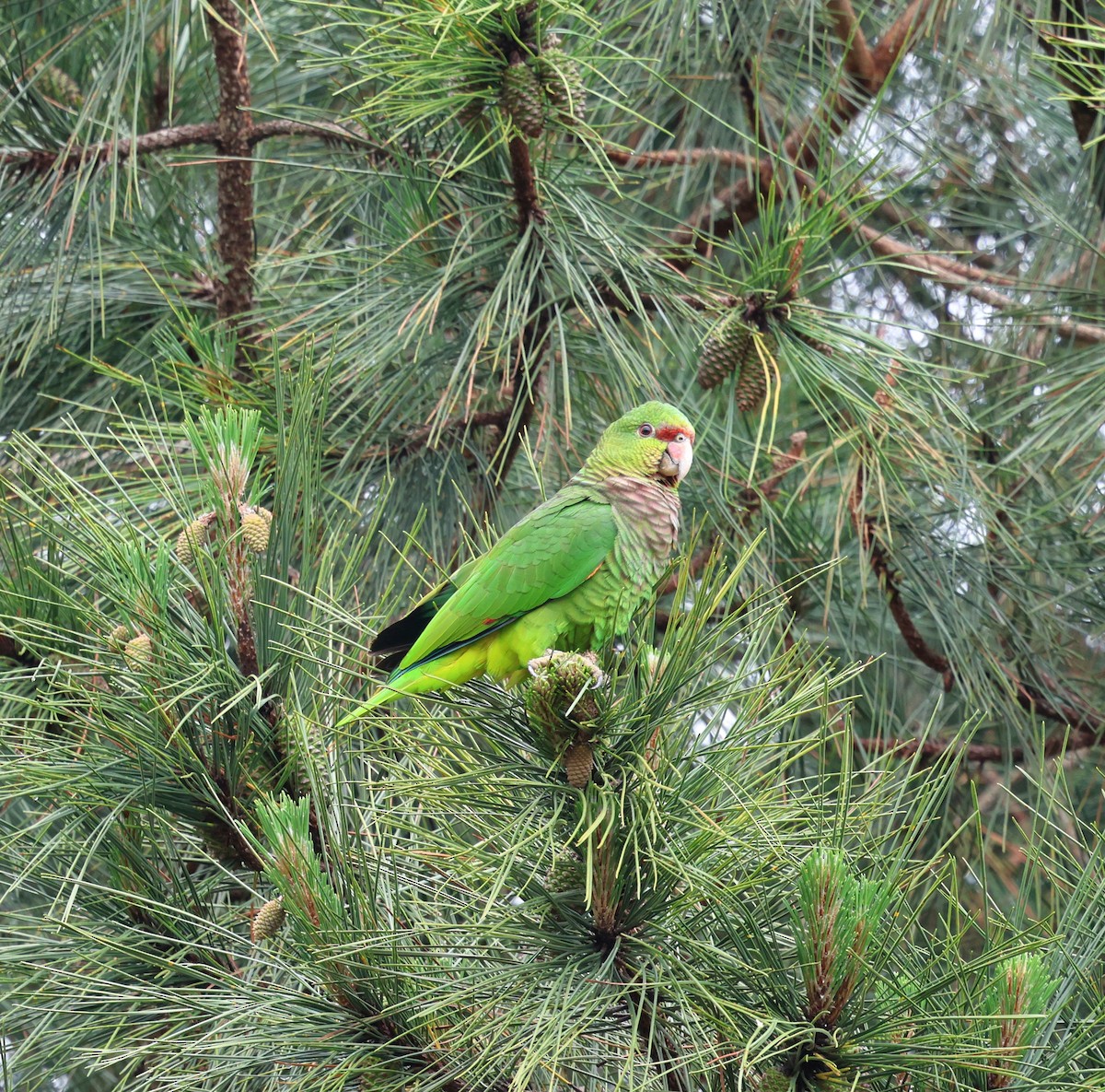 Vinaceous-breasted Amazon - ML645236012