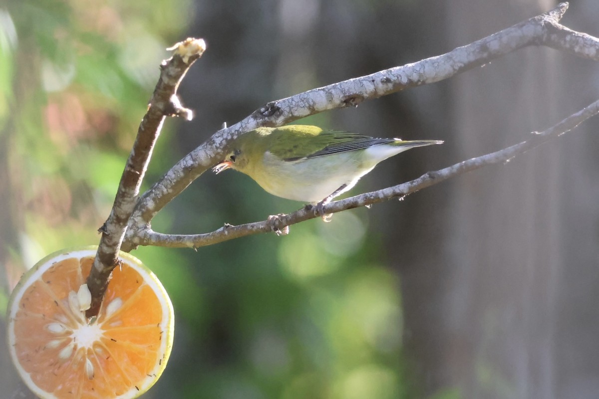 Червоїд світлобровий - ML645236031