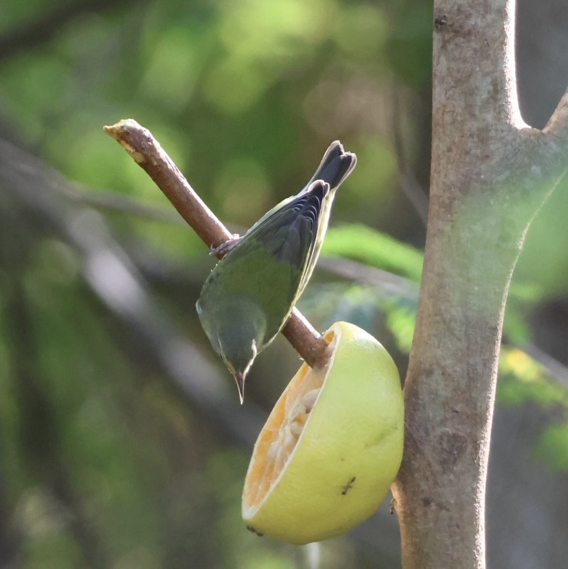 Червоїд світлобровий - ML645236033