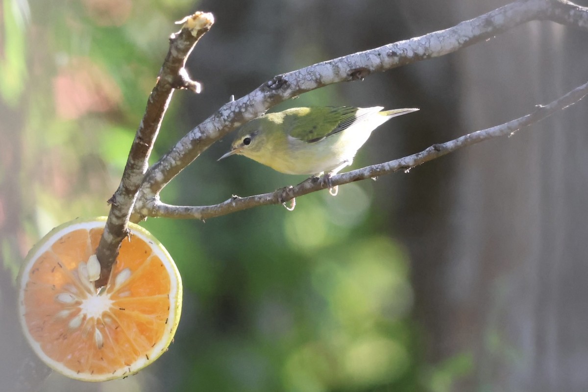 Червоїд світлобровий - ML645236034