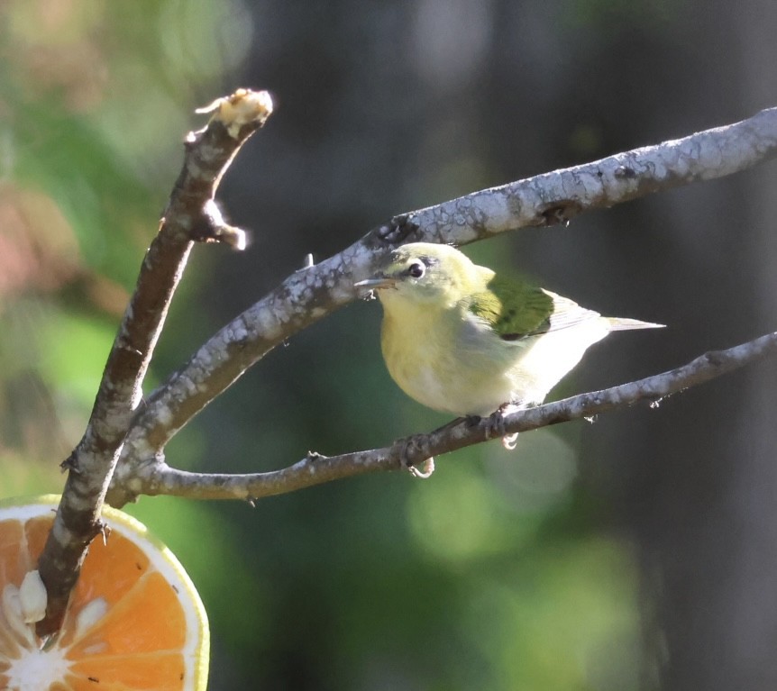Червоїд світлобровий - ML645236035