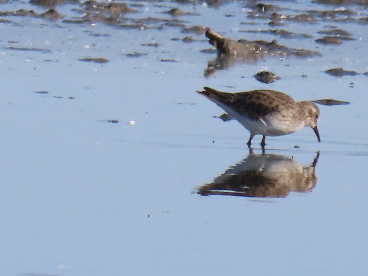 Least Sandpiper - ML645236039