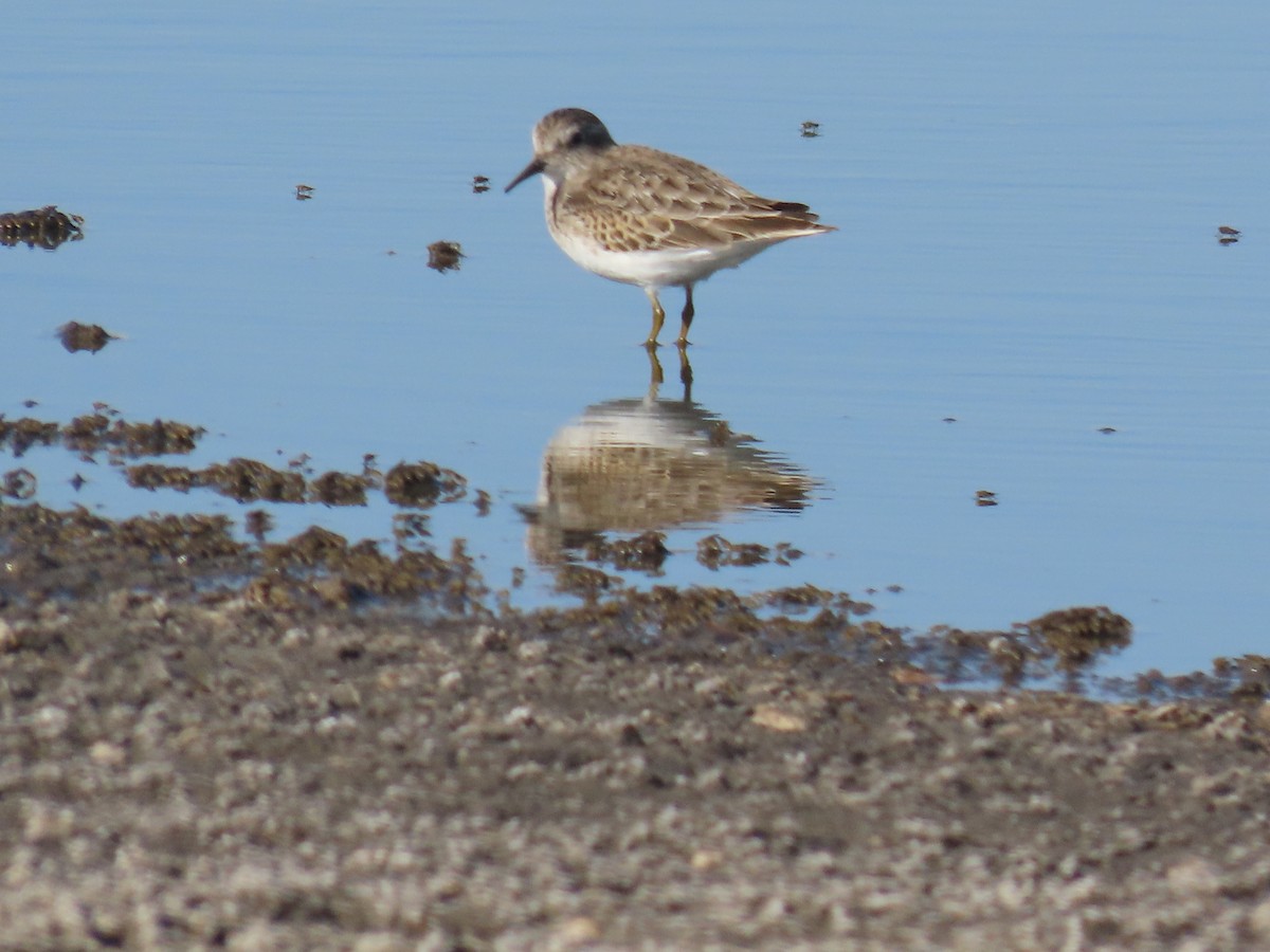 Least Sandpiper - ML645236040