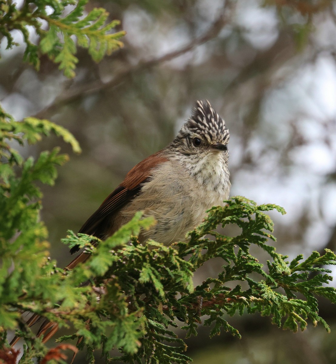 Araucaria Tit-Spinetail - ML645236041