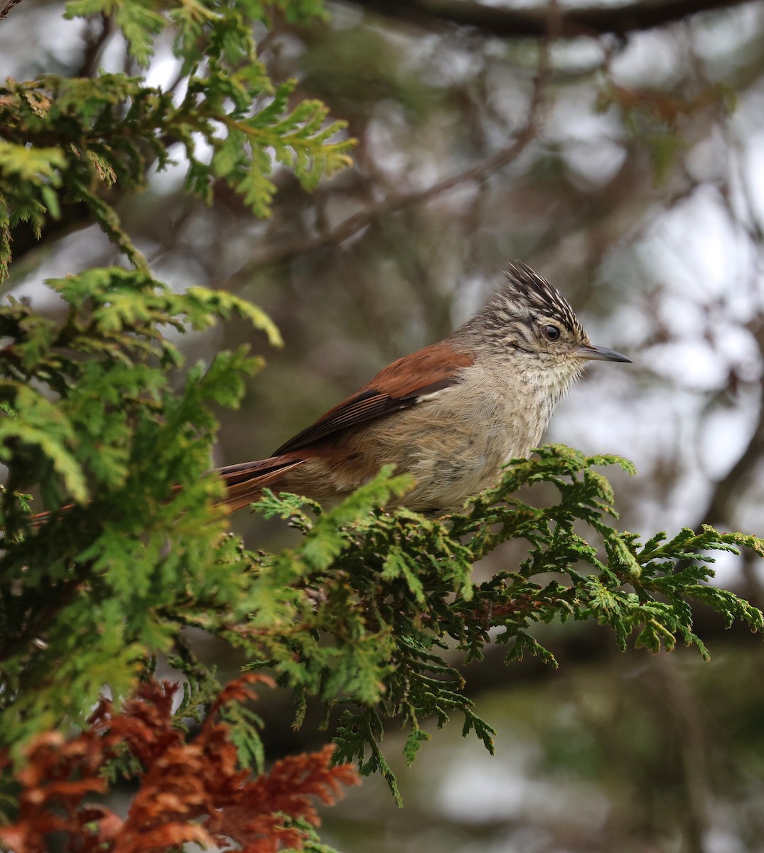 Araucaria Tit-Spinetail - ML645236042