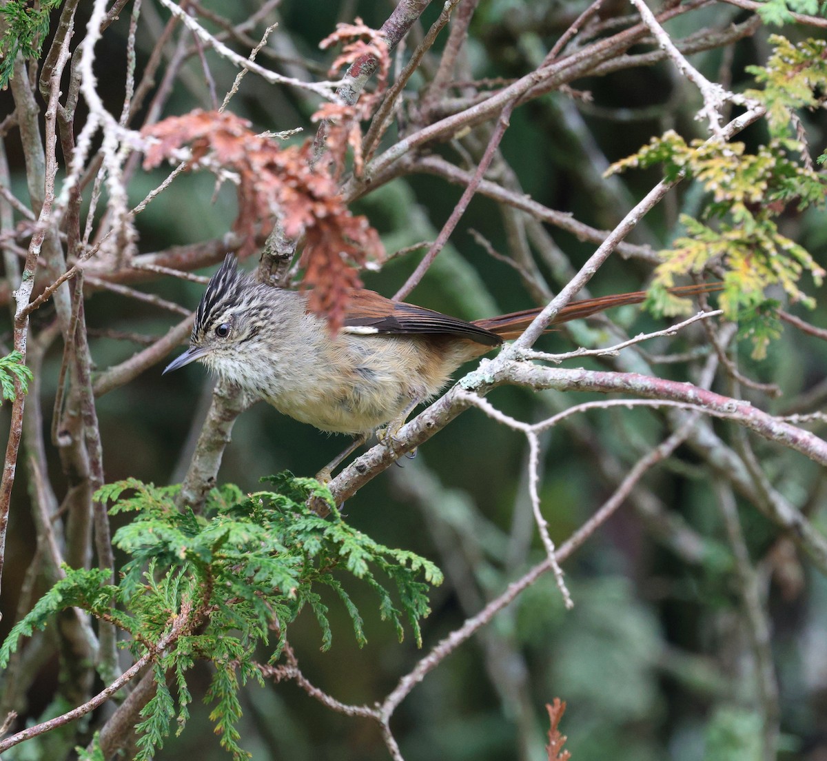 Araucaria Tit-Spinetail - ML645236043