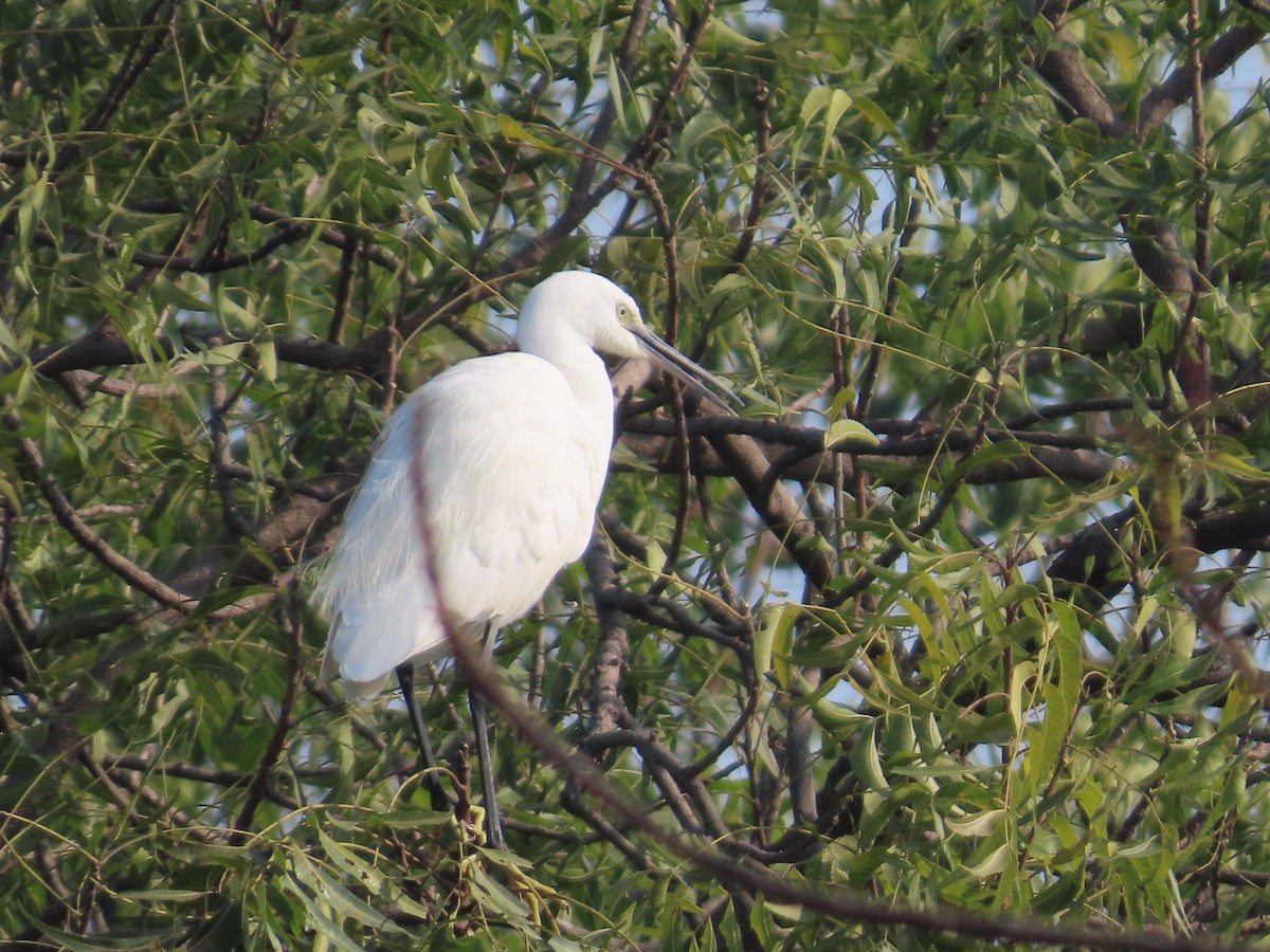Little Egret - ML645236048