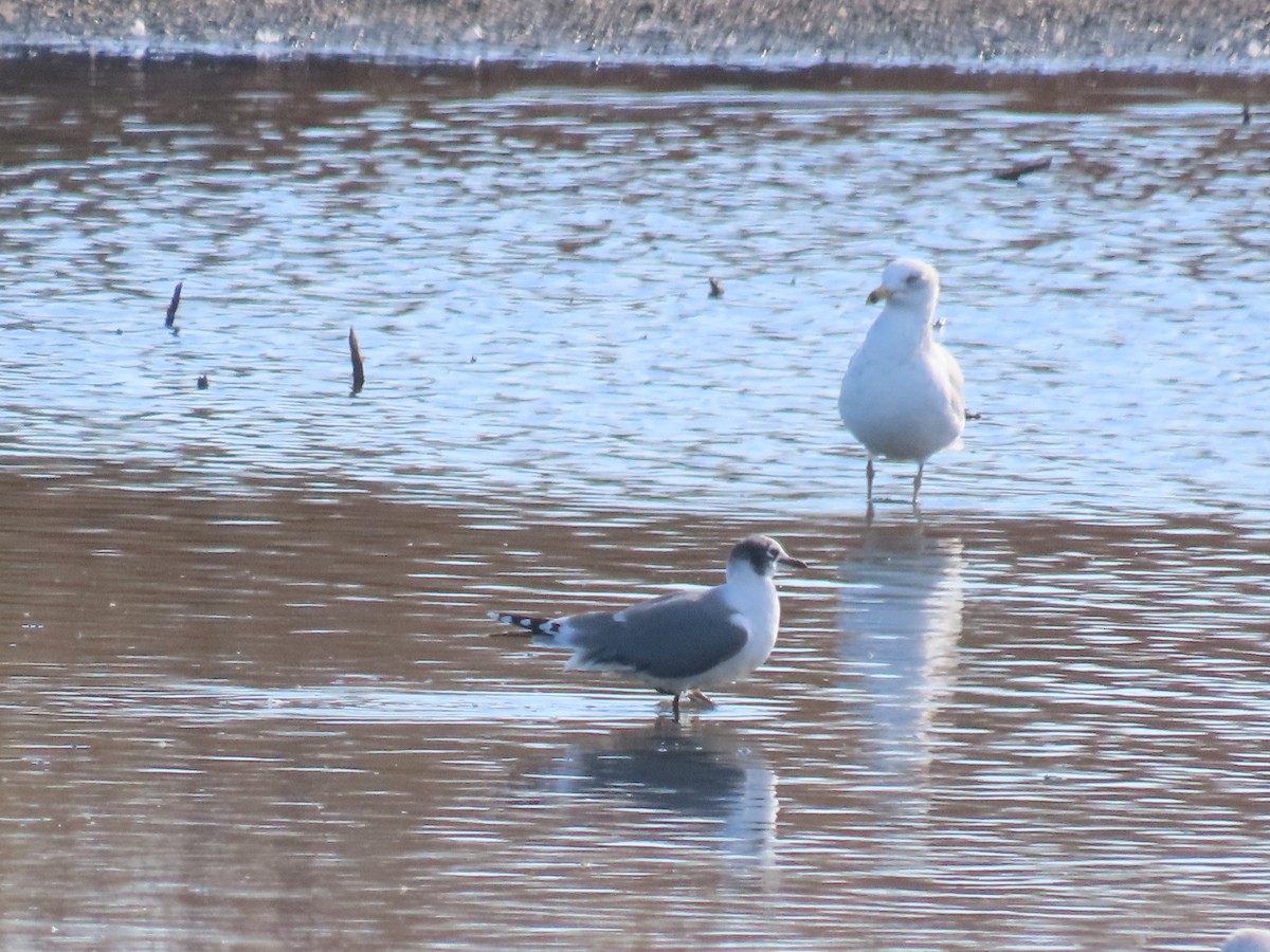 Franklin's Gull - ML645236053