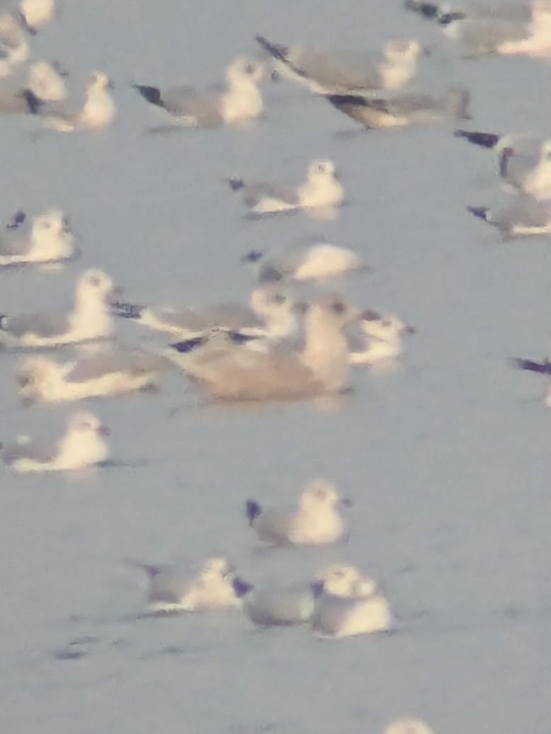 Iceland Gull (kumlieni) - ML645236054
