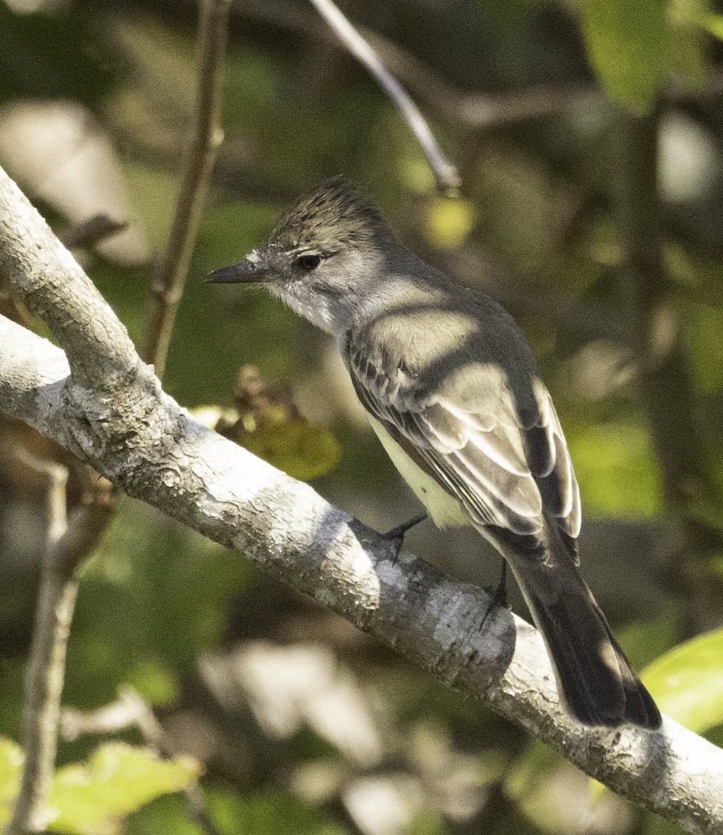 Ash-throated Flycatcher - ML645236056