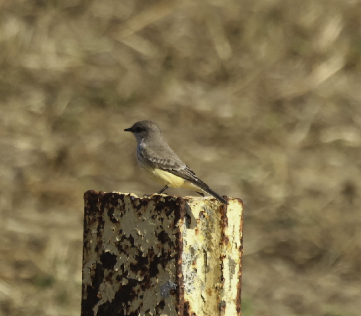 Vermilion Flycatcher - ML645236059