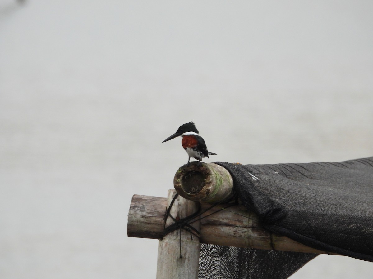 rybařík zelený - ML645236069