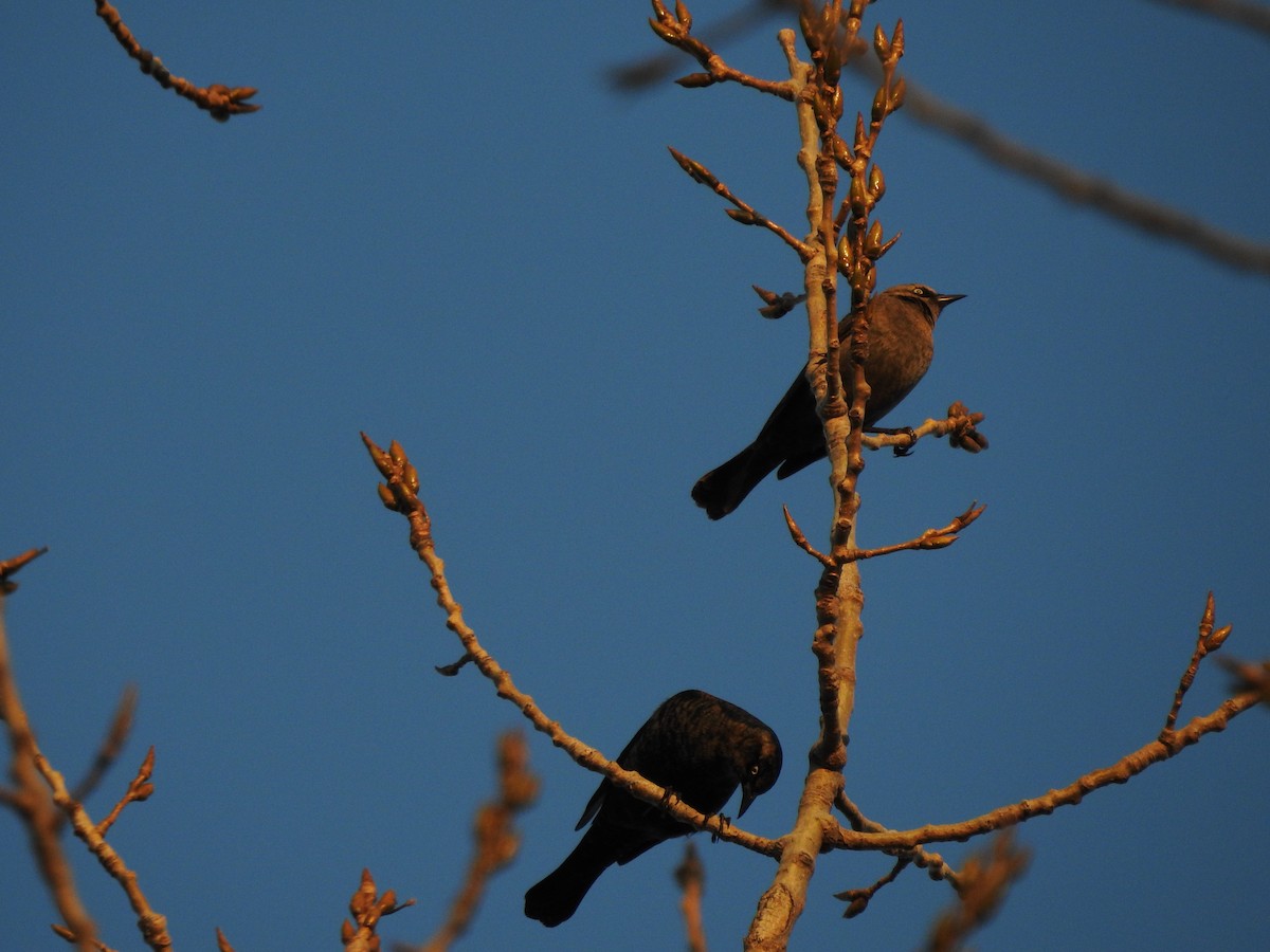Rusty Blackbird - ML645236072