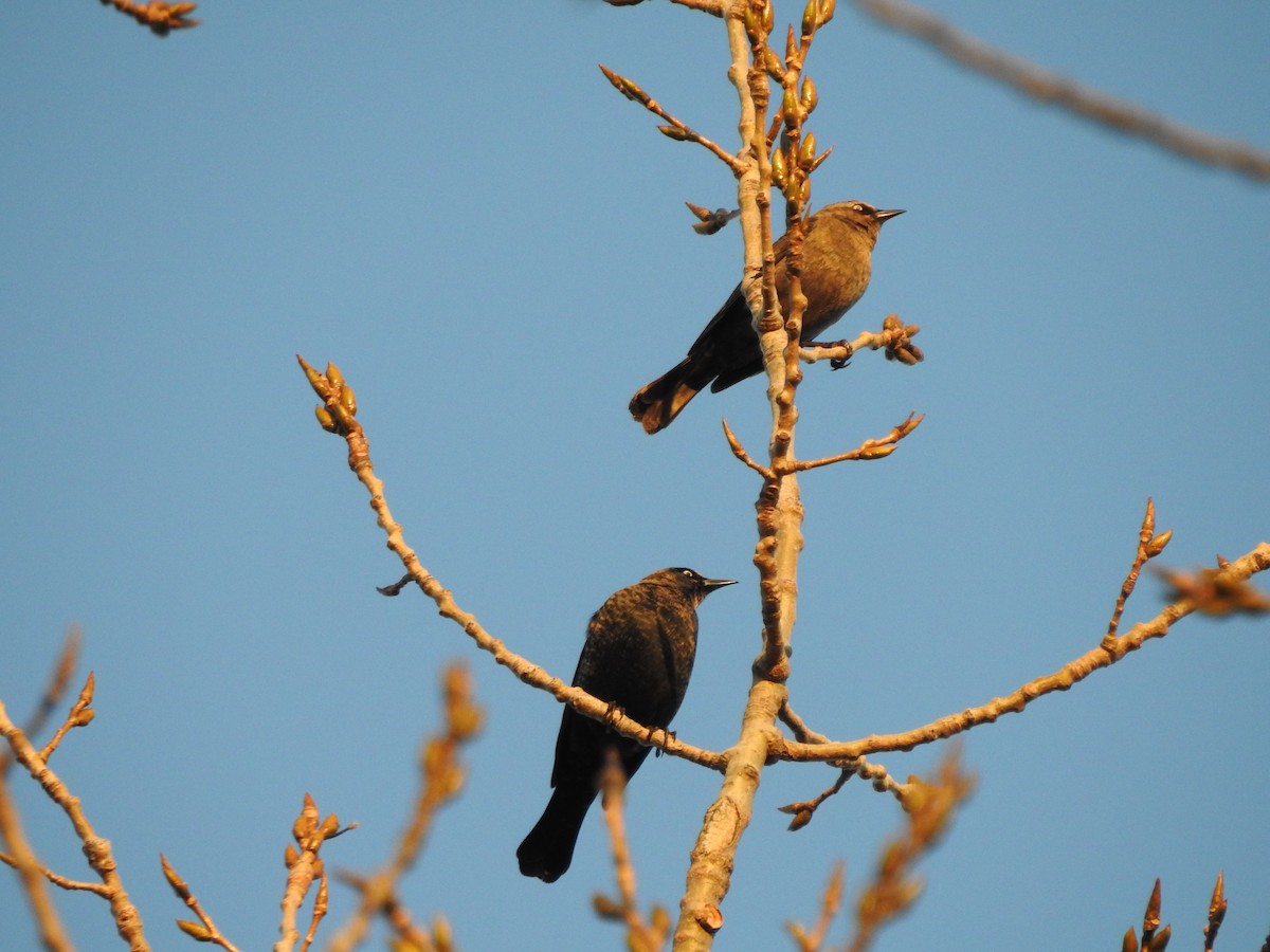 Rusty Blackbird - ML645236073