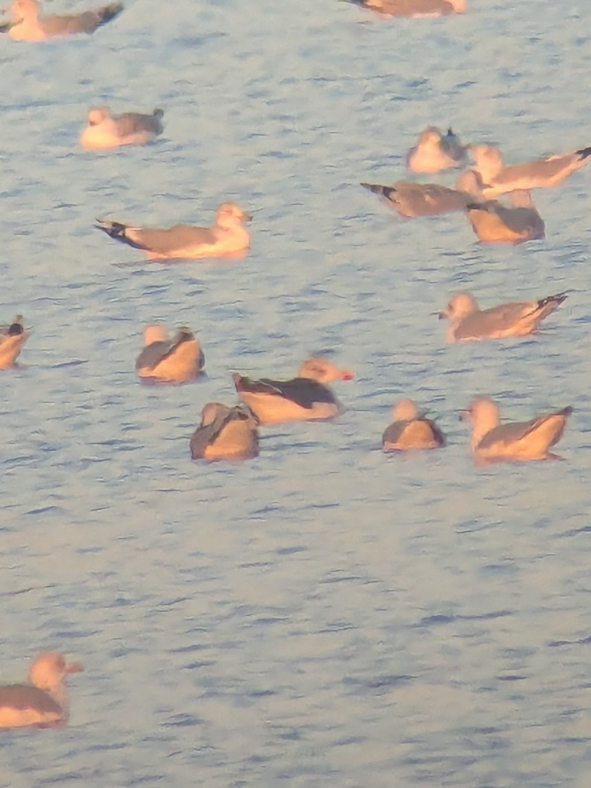 Lesser Black-backed Gull (graellsii) - ML645236074