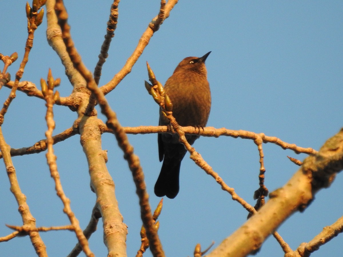 Rusty Blackbird - ML645236075