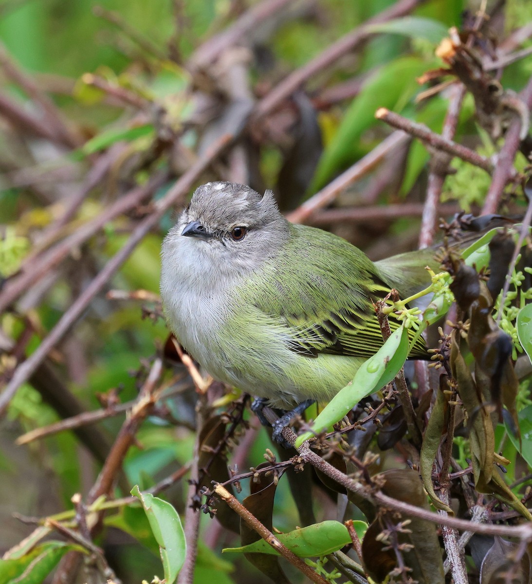 Gray-capped Tyrannulet - ML645236076