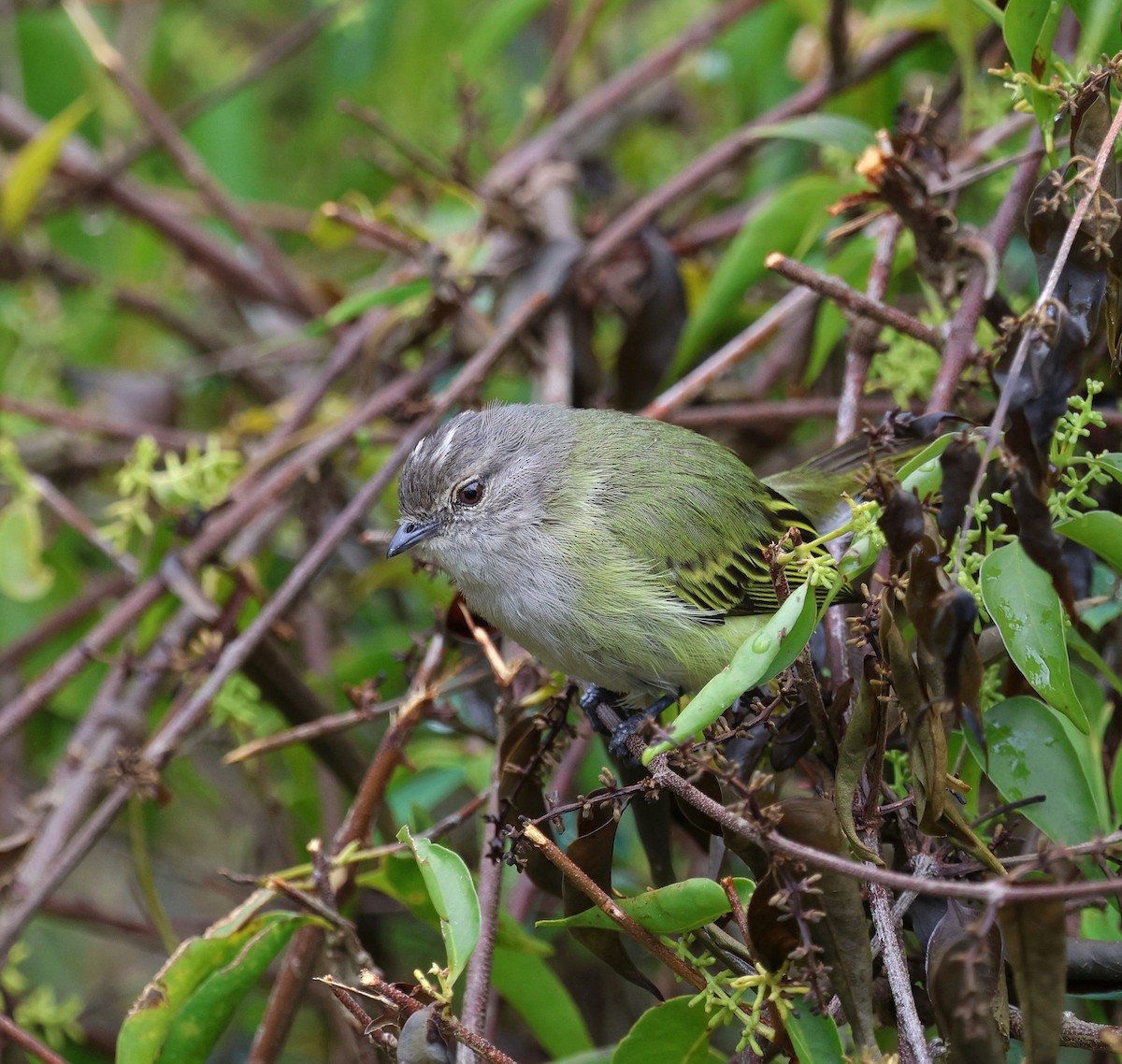 Gray-capped Tyrannulet - ML645236077
