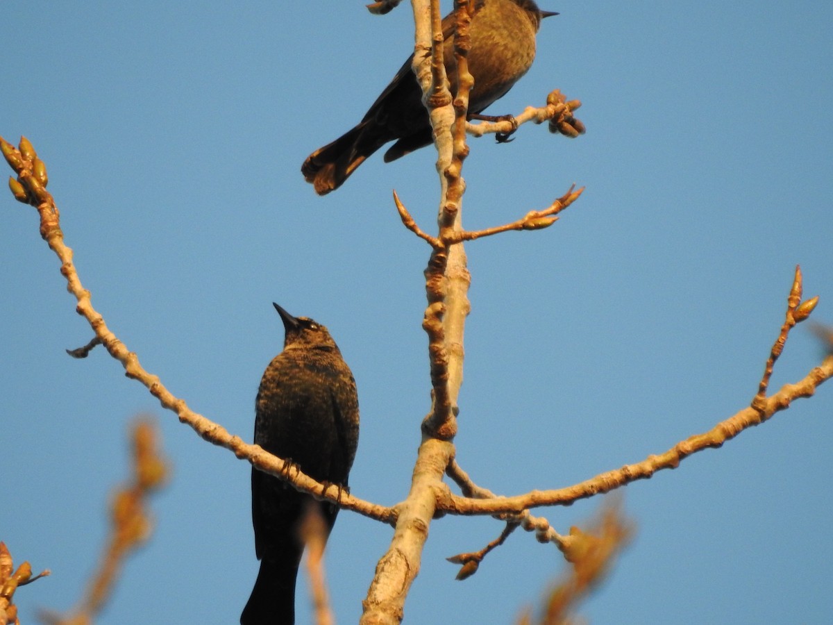 Rusty Blackbird - ML645236078