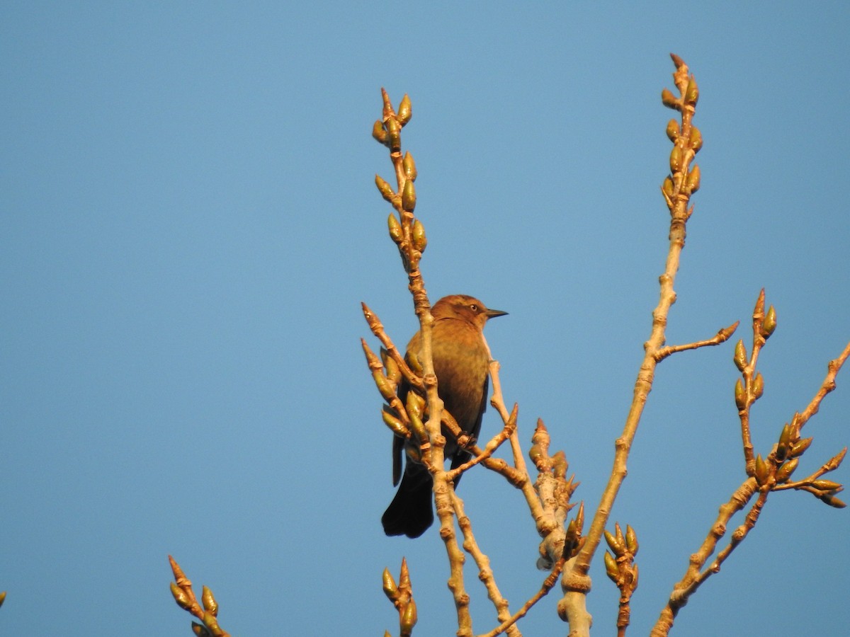 Rusty Blackbird - ML645236080