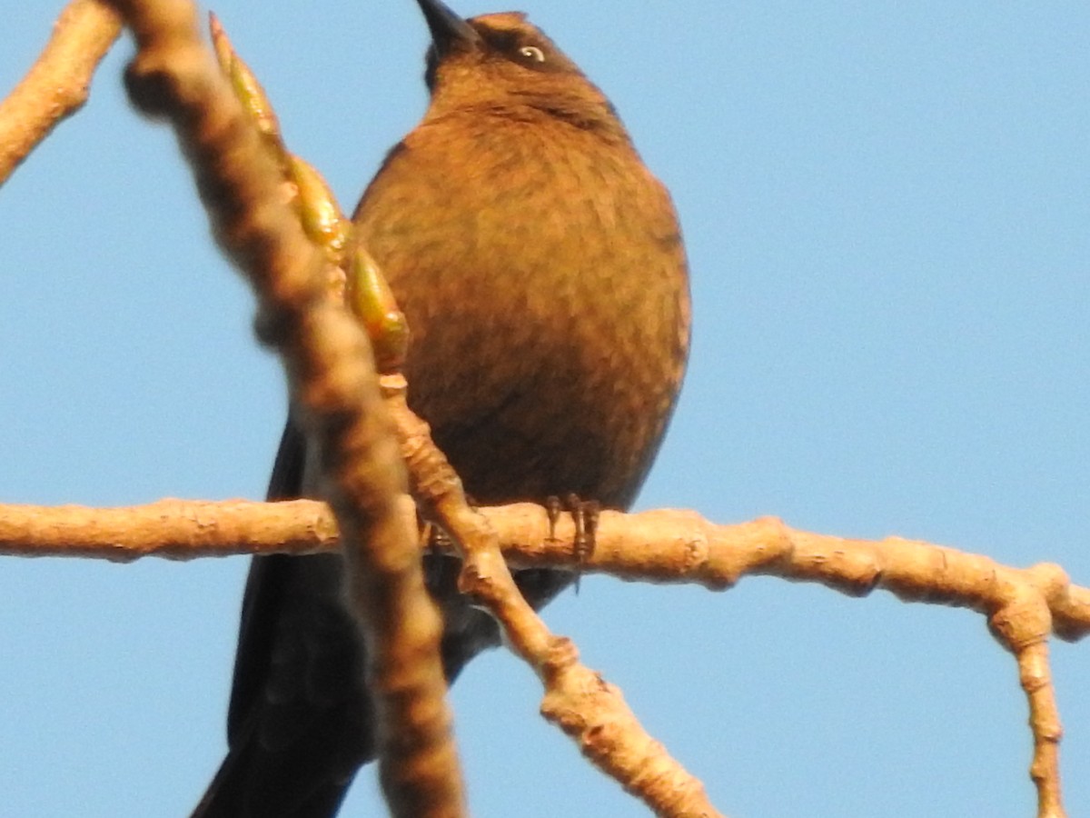 Rusty Blackbird - ML645236081