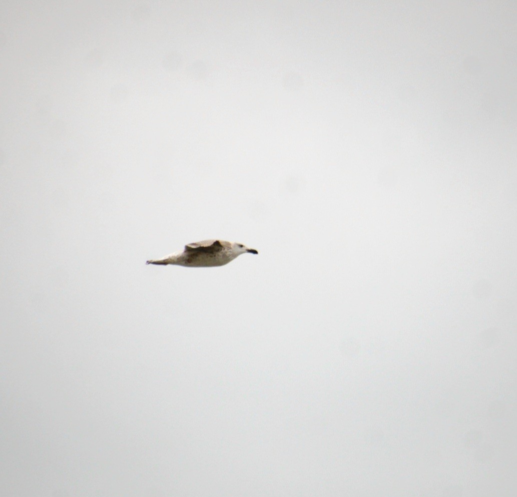 racek mořský - ML645236083