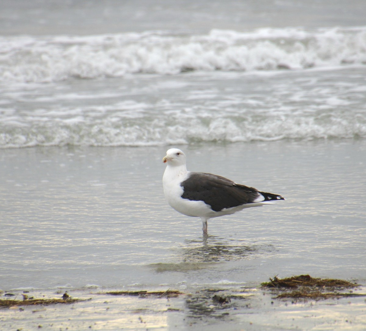 racek mořský - ML645236084