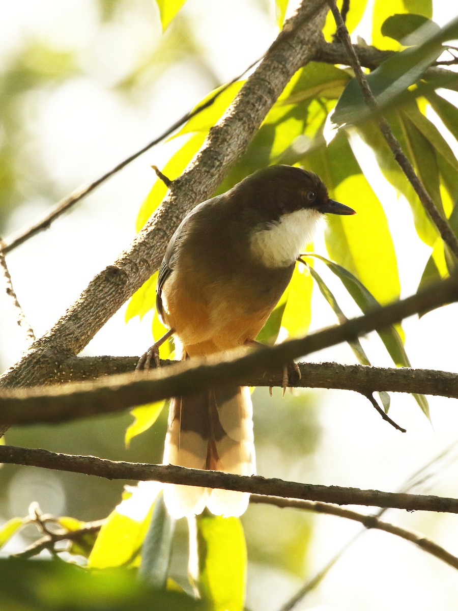 White-throated Laughingthrush - ML645236088
