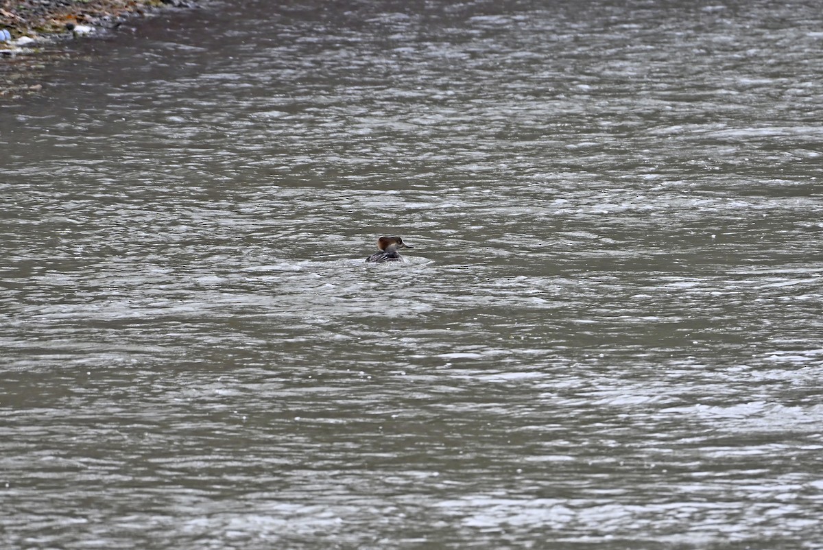 morčák chocholatý - ML645236089