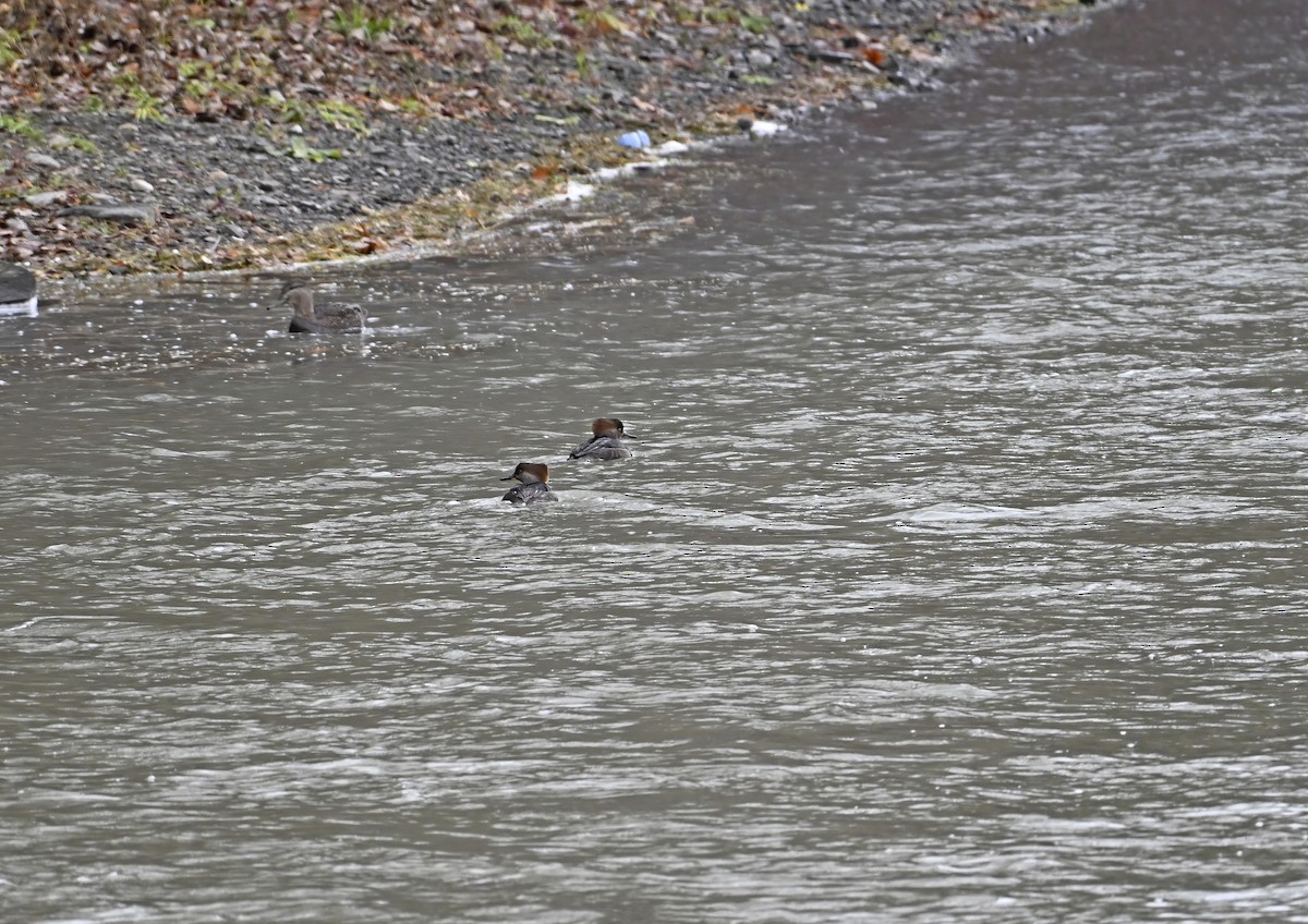 morčák chocholatý - ML645236090