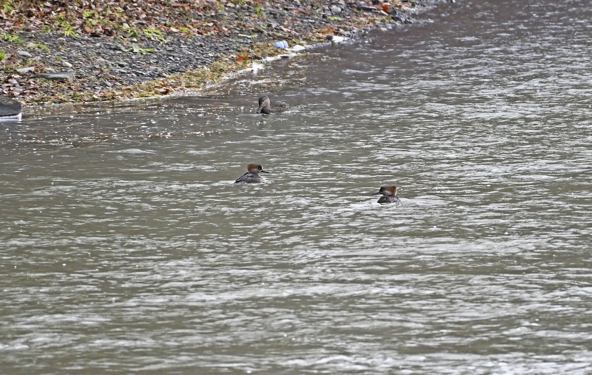 morčák chocholatý - ML645236091