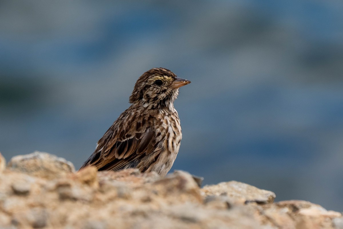 strnadec luční [skupina guttatus] - ML645236092