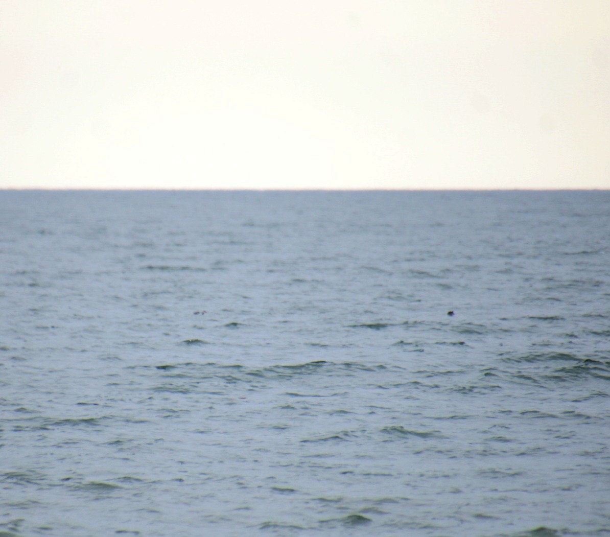 potápka žlutorohá - ML645236093