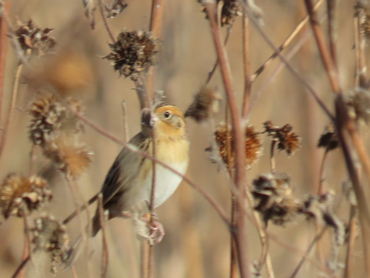 LeConte's Sparrow - ML645236095