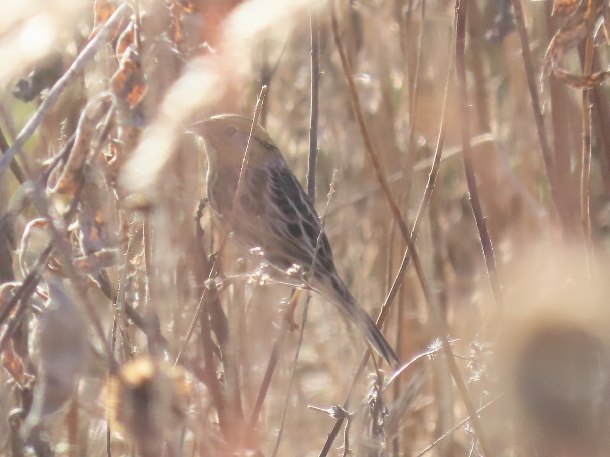 LeConte's Sparrow - ML645236096