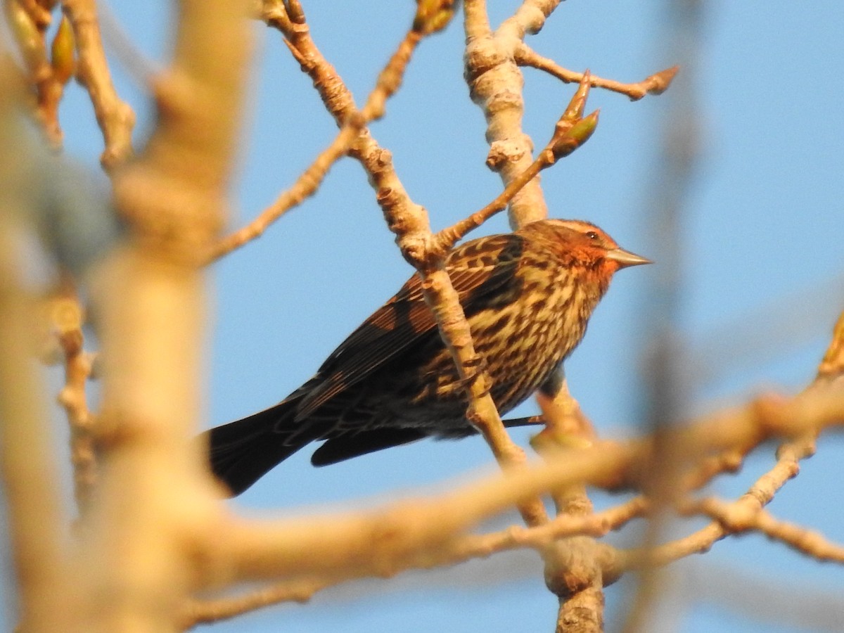 vlhovec červenokřídlý - ML645236099