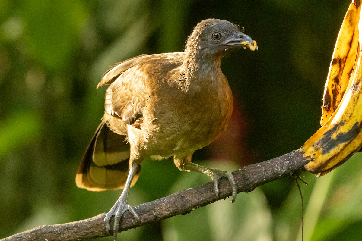 čačalaka šedohlavá - ML645236100