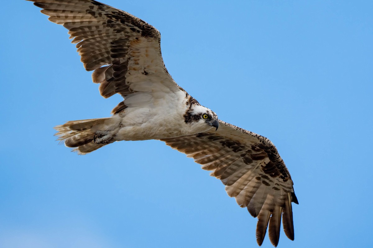 orlovec říční - ML645236102