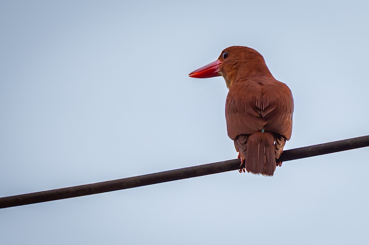 ledňáček ohnivý - ML645236103