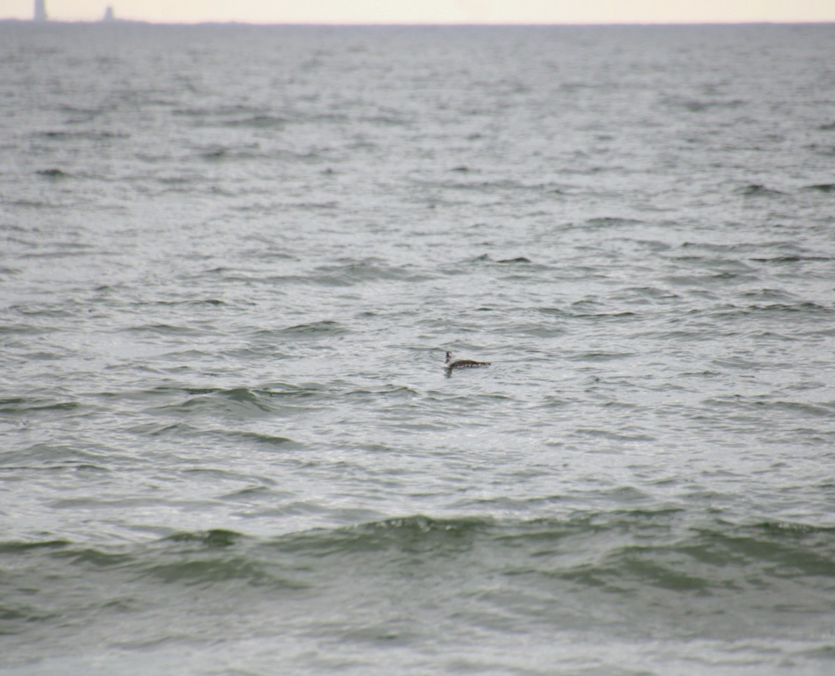 potáplice malá - ML645236104