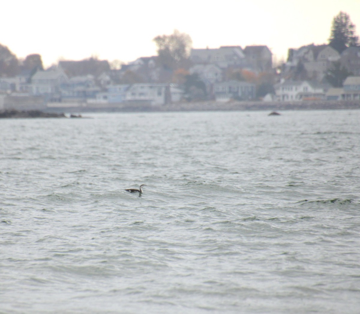 potáplice malá - ML645236105