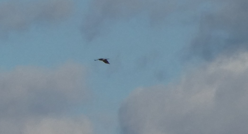 jestřáb americký - ML645236106