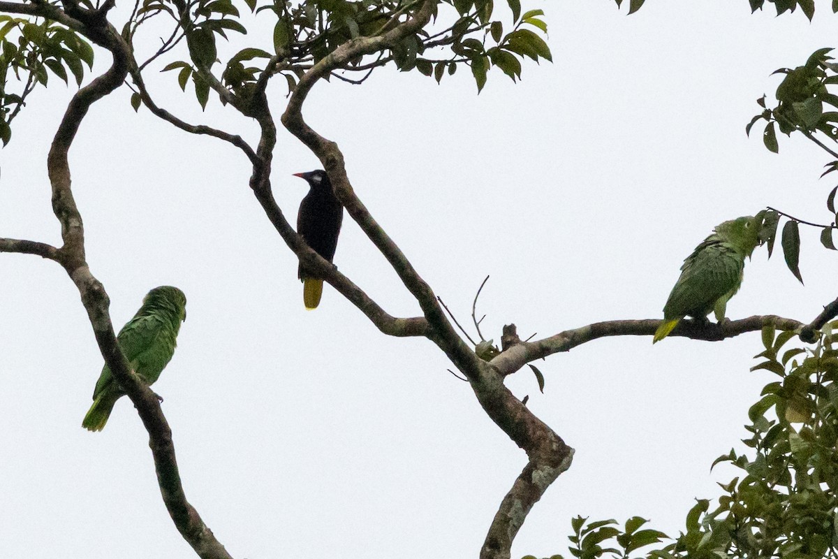 amazoňan pomoučený - ML645236107