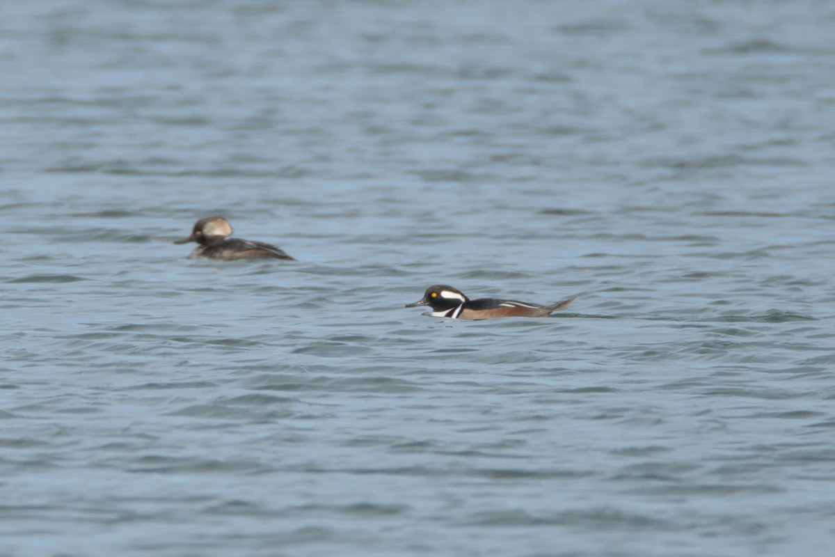 Hooded Merganser - ML645236108