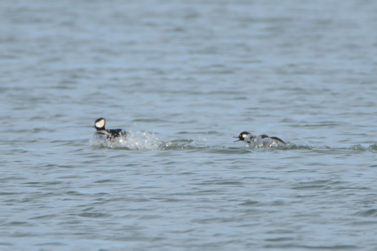Hooded Merganser - ML645236109