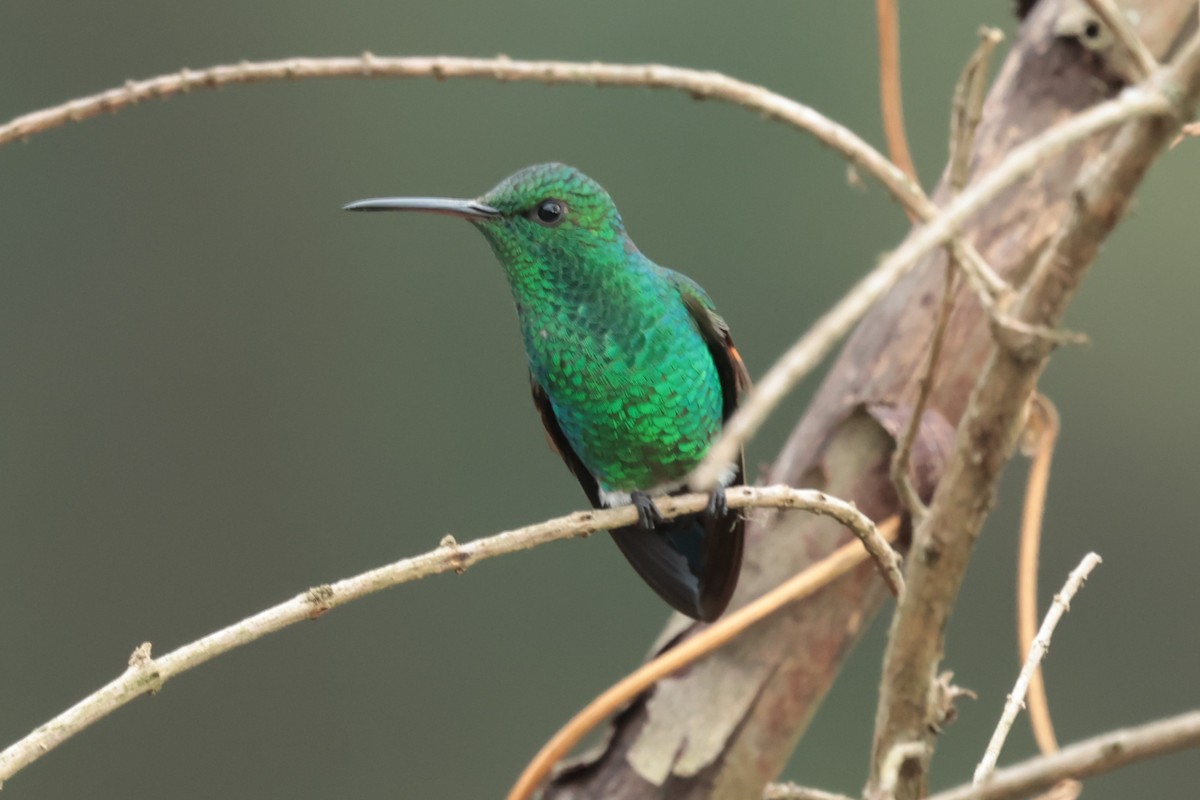 Blue-tailed Hummingbird - ML645236116