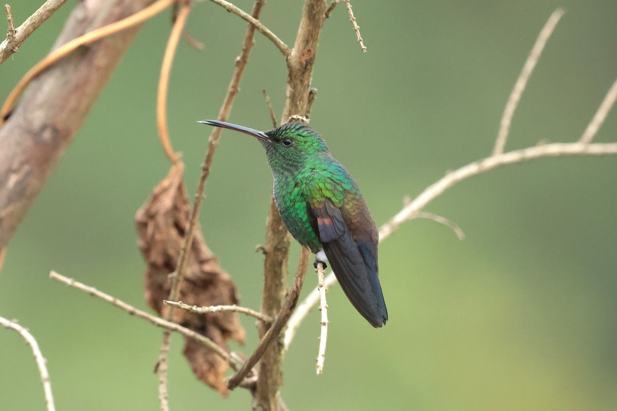 Blue-tailed Hummingbird - ML645236118