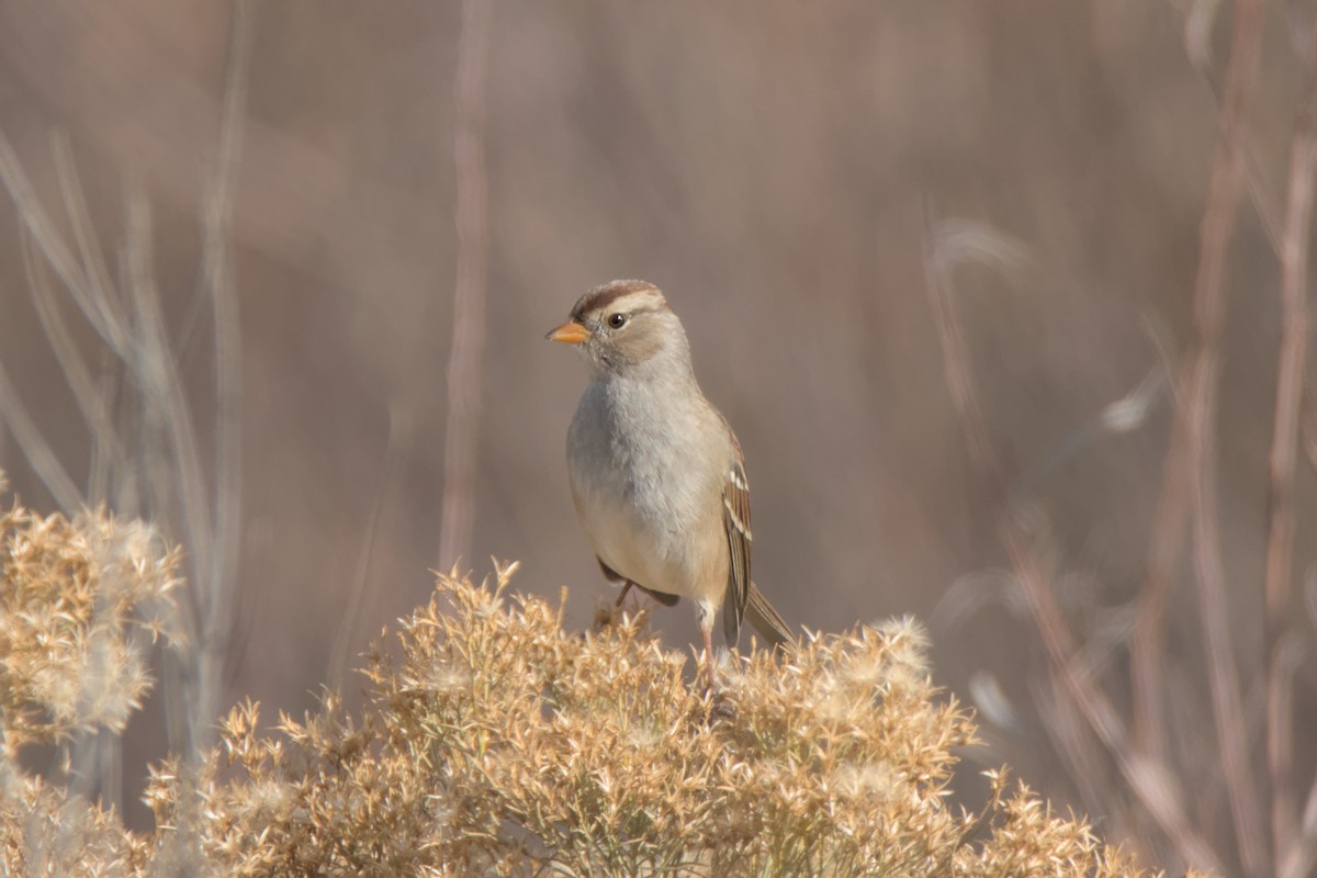 White-crowned Sparrow (Gambel's) - ML645236119